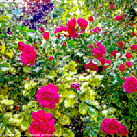 Buy canvas prints of Watercolour Roses by Graham Lathbury