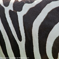 Buy canvas prints of Zebra Skin by Graham Lathbury