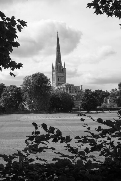 View of Norwich cathedral Picture Board by Travel and Pixels 