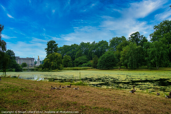 Buckingham Palace as seen from St James Park Londo Picture Board by Stuart Chard