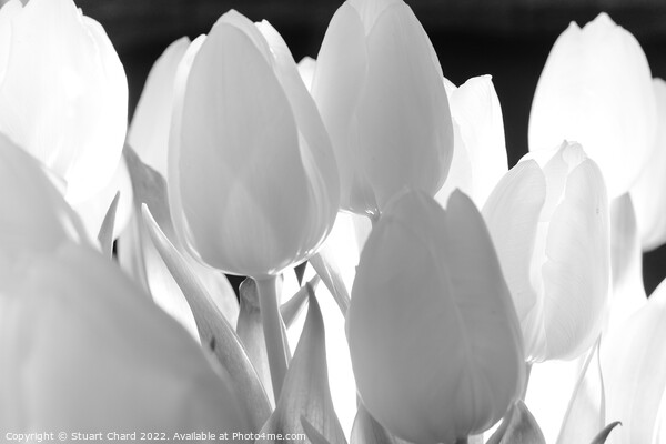 Tulip Flowers in Monochrome Picture Board by Travel and Pixels 