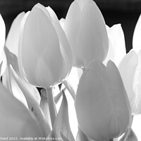 Buy canvas prints of Tulip Flowers in Monochrome by Stuart Chard