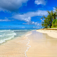 Buy canvas prints of Barbados Beach by Stuart Chard