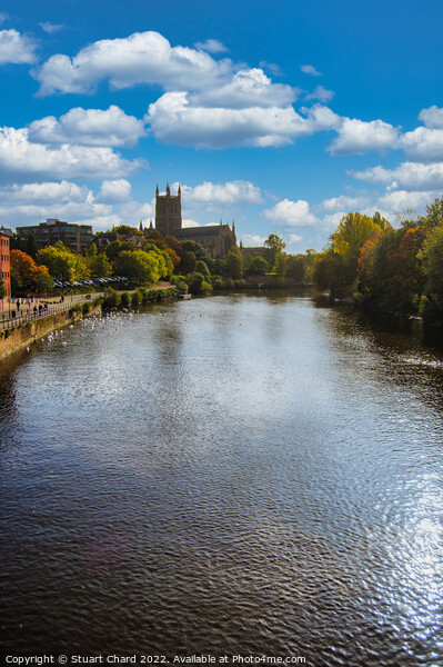 Worcester Cathedral on the River severn Picture Board by Stuart Chard
