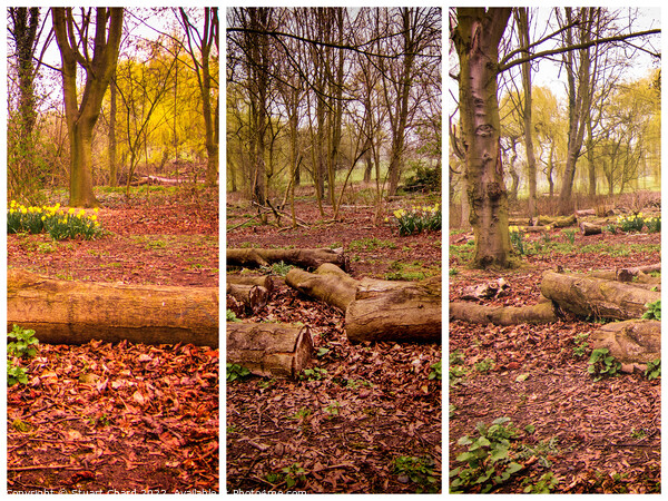 Woodland trees Triptych Picture Board by Stuart Chard