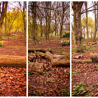 Buy canvas prints of Woodland trees Triptych by Stuart Chard