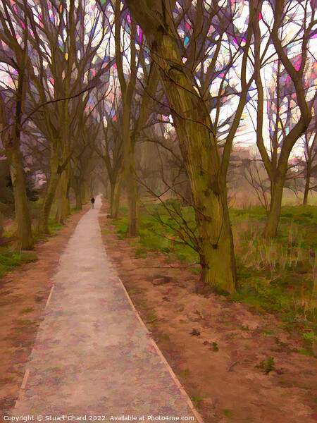 Woodland Path Lichfield Picture Board by Travel and Pixels 