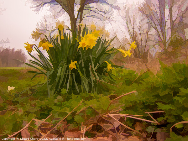 yellow daffodils in a woodland Picture Board by Travel and Pixels 