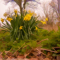 Buy canvas prints of yellow daffodils in a woodland by Stuart Chard