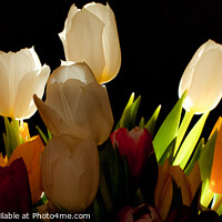 Buy canvas prints of Tulip Flowers by Stuart Chard