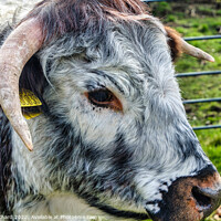 Buy canvas prints of Longhorn Cattle by Stuart Chard
