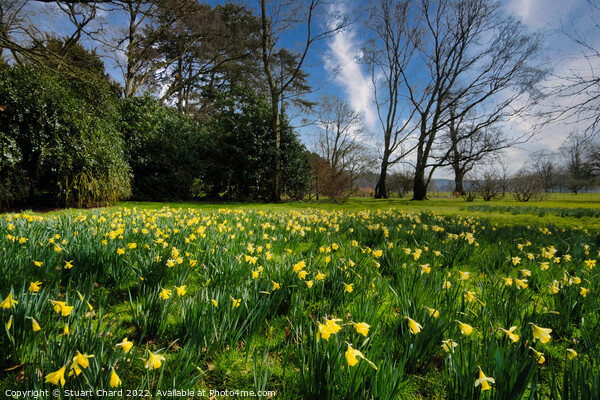 Spring daffodils in the English countryside Picture Board by Stuart Chard