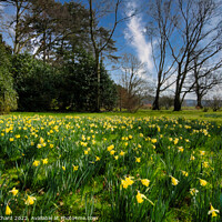 Buy canvas prints of Spring daffodils in the English countryside by Stuart Chard