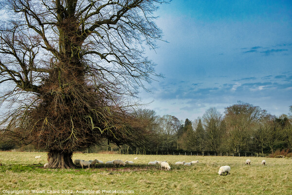 Grazing Sheep in the English Countryside Picture Board by Stuart Chard