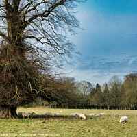 Buy canvas prints of Grazing Sheep in the English Countryside by Stuart Chard