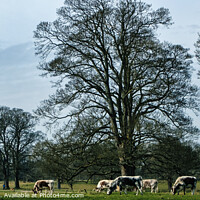 Buy canvas prints of Cattle Grazing in the English countryside by Stuart Chard