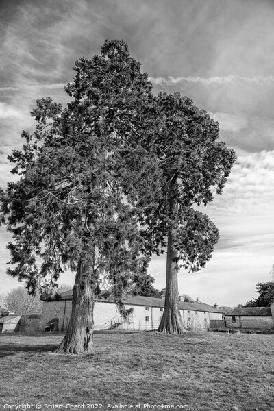 Black and white trees Picture Board by Travel and Pixels 