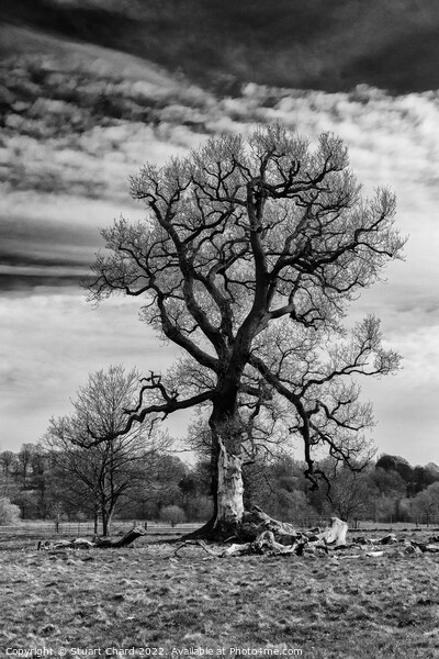 Black and white tree Picture Board by Travel and Pixels 