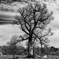 Buy canvas prints of Black and white tree by Stuart Chard