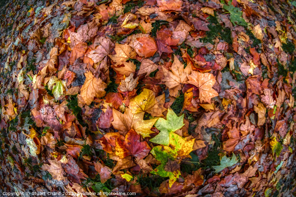 Autumn Leaves Picture Board by Travel and Pixels 