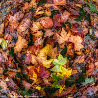Buy canvas prints of Autumn Leaves by Stuart Chard