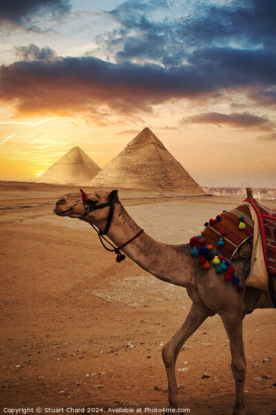 Camel in front f the Pyramids at Giza Picture Board by Travel and Pixels 