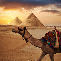 Buy canvas prints of Camel in front f the Pyramids at Giza by Stuart Chard