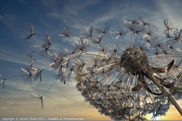 Summer Breeze Dandelion as sunset Picture Board by Travel and Pixels 