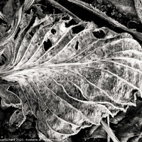 Buy canvas prints of fallen Autumn Leaf  by Stuart Chard