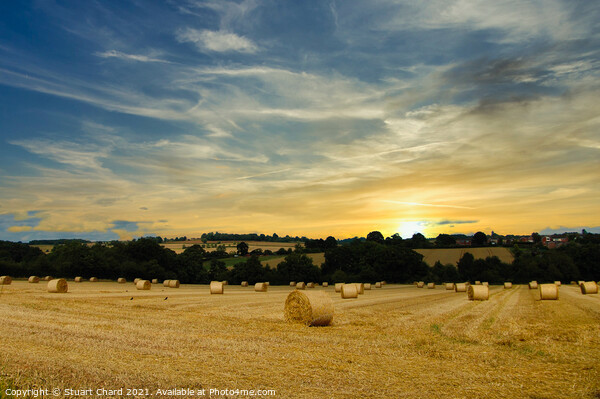 Hay bales and English countryside sunset Picture Board by Stuart Chard