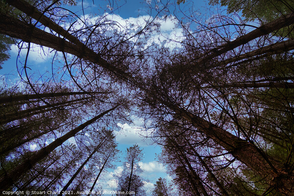 Wide angle fisheye photograph of trees in a beauti Picture Board by Travel and Pixels 