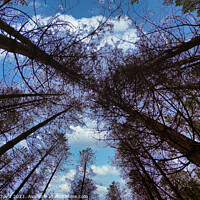 Buy canvas prints of Wide angle fisheye photograph of trees in a beauti by Stuart Chard