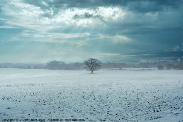 Lone tree in a snow covered landscape Picture Board by Travel and Pixels 