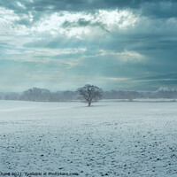 Buy canvas prints of Lone tree in a snow covered landscape by Stuart Chard