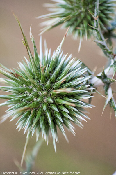 Thistle Seed Heads Picture Board by Travel and Pixels 