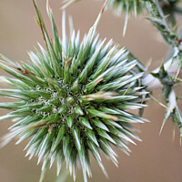 Buy canvas prints of Thistle Seed Heads by Stuart Chard