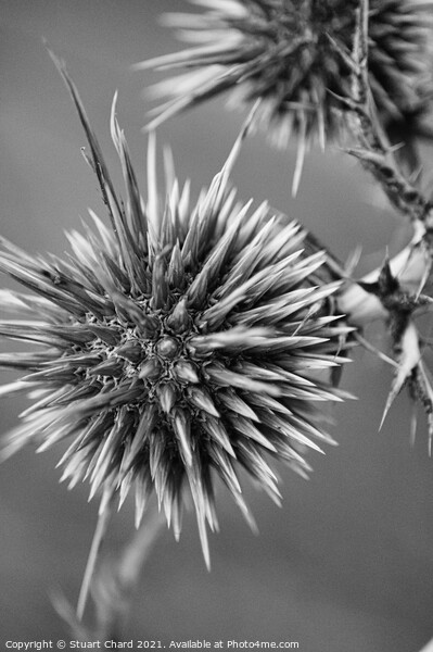 Thistle Seed Heads Picture Board by Stuart Chard
