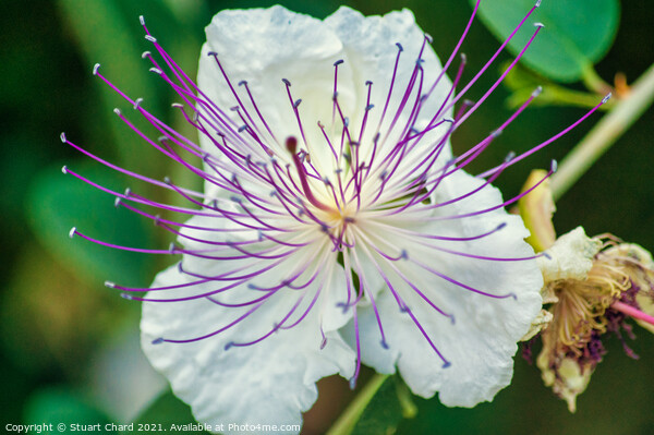Flinders Rose Caper Bush Exotic Flower Picture Board by Stuart Chard