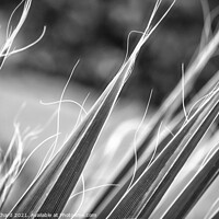 Buy canvas prints of Palm tree fronds in monochrome by Stuart Chard