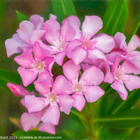 Buy canvas prints of Soft pink beautiful flowers by Stuart Chard