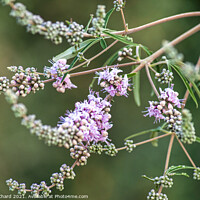 Buy canvas prints of Delicate lavender like flower blooms by Stuart Chard