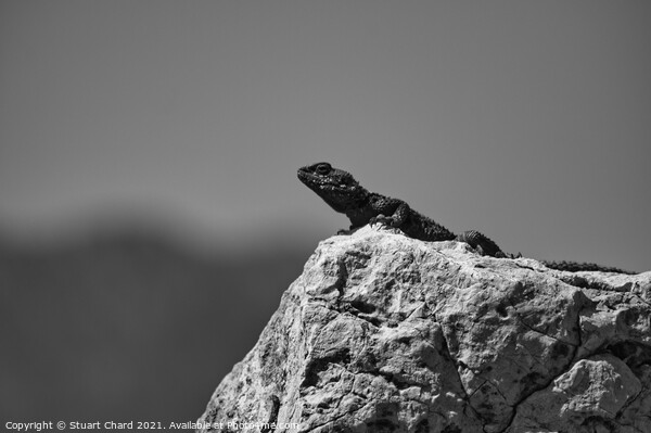 Lizard on a rock Picture Board by Travel and Pixels 