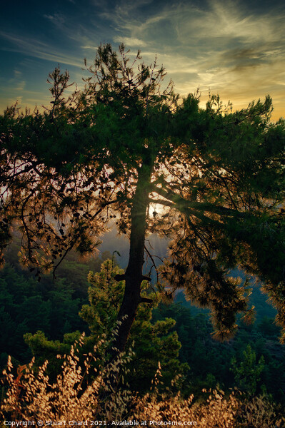 Forest trees at sunset Picture Board by Travel and Pixels 