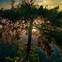 Buy canvas prints of Forest trees at sunset by Stuart Chard