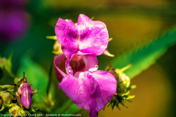 Himalayan Balsam (Impatiens) Picture Board by Travel and Pixels 