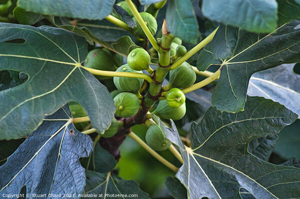 Figs on a fig tree Picture Board by Travel and Pixels 