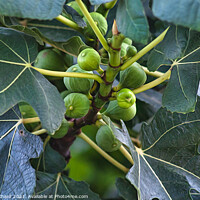 Buy canvas prints of Figs on a fig tree by Stuart Chard