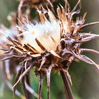 Buy canvas prints of Field Thistle Artwork by Stuart Chard