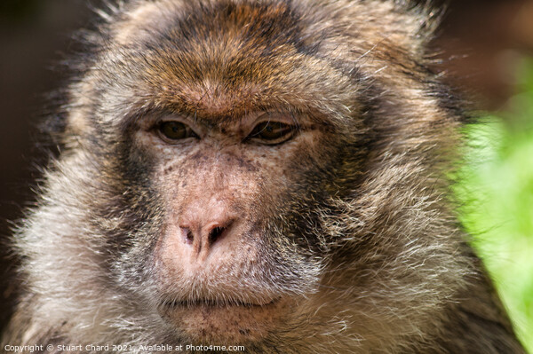 Monkey contemplating life Picture Board by Travel and Pixels 
