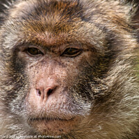 Buy canvas prints of Monkey contemplating life by Stuart Chard